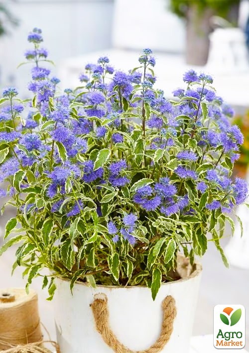 Каріоптеріс "White Surprise" - фото 3