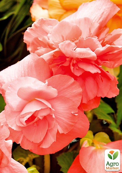 Бегонія ароматна "Parfum Pastel Pink" - фото 2