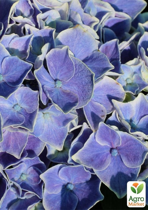 Гортензія великолисткова "Saxon Candy Heart Blue" - фото 2