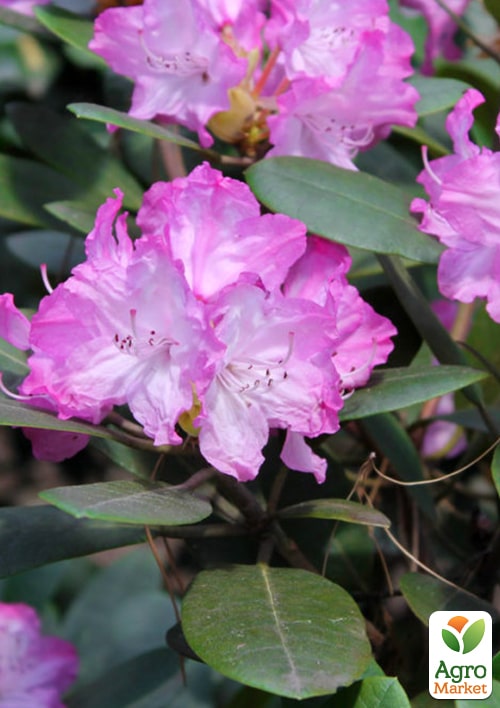 Рододендрон гибридный `Blurettia` (Блюреттия)