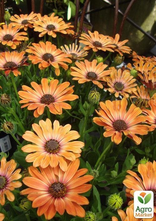 Остеоспермум "Orange Sunrise" (контейнер № 10, высота 10-20 см) - фото 3