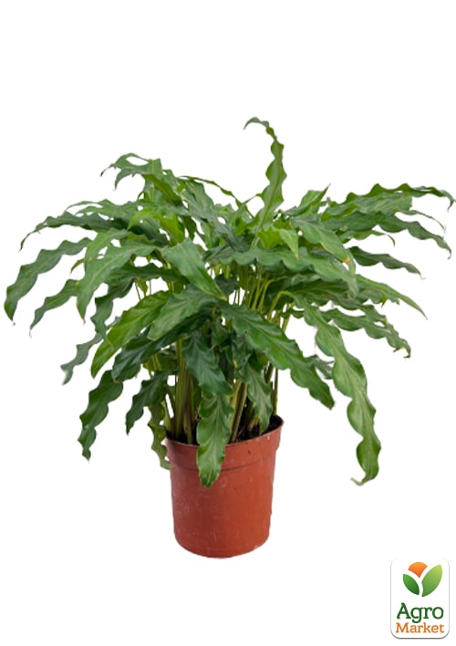 Калатея "Rufigreen" (высота 30-40см) - фото 5