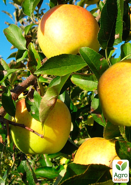 Яблоня "Голдстар" (зимний сорт, поздний срок созревания)