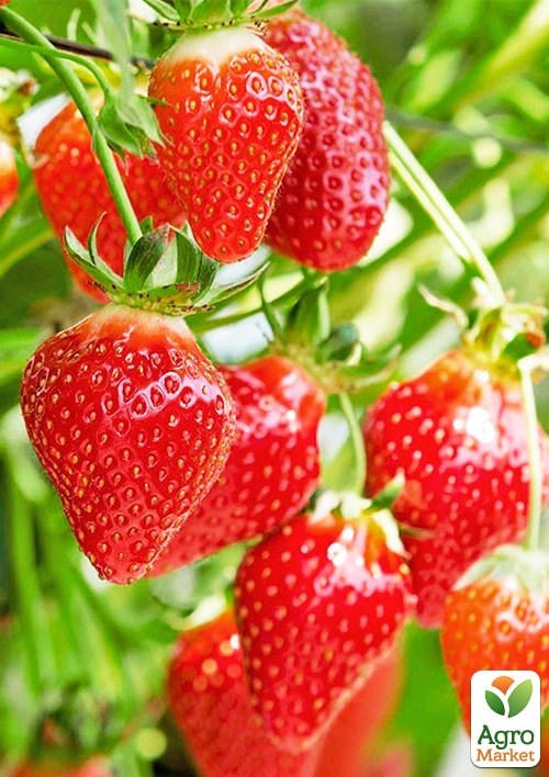 Полуниця ремонтантна "Колоссус" (Fragaria a. "Colossus", плоди вагою від 40 до 100 грам) вазон П9