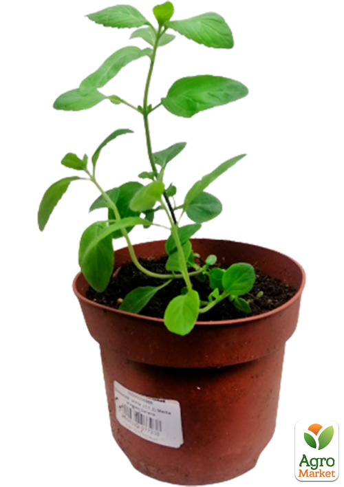 Мята Банановая "Menta arvensis banana"  - фото 5