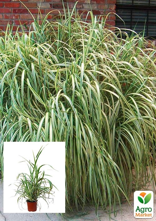 Мискантус китайский "Cabaret" С1.5