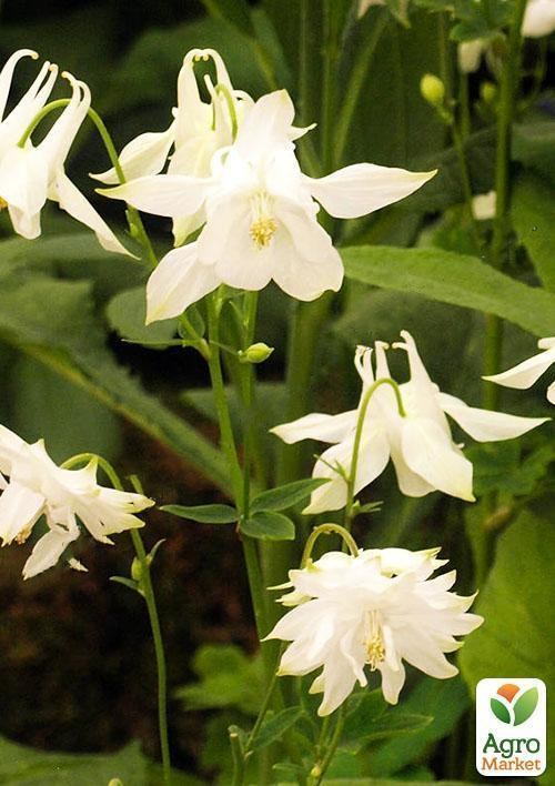 Аквілегія "Nivea" 1 шт в упаковці - фото 2