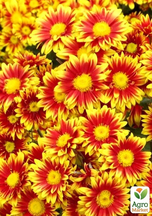 Хризантема мультифлора куляста "Ciotat"