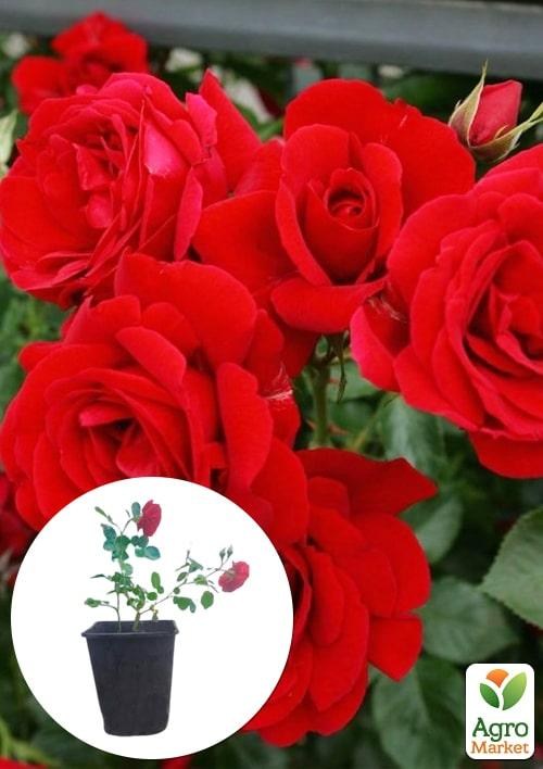 Роза в контейнере плетистая "Sympathie" (саженец класса АА+)