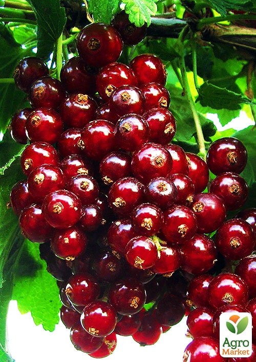 Смородина красная "Виксне" (ранний срок созревания, зимостойкий сорт)