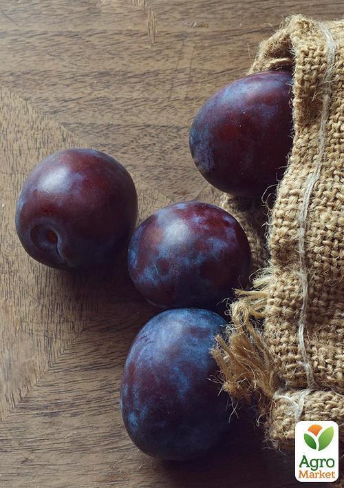 Слива "Калипсо" - фото 4