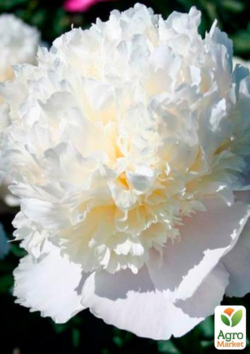 Півонія трав'яниста "White" 1шт в упаковці