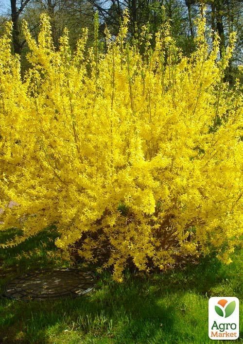 Форзиция гибридная "Maluch" 