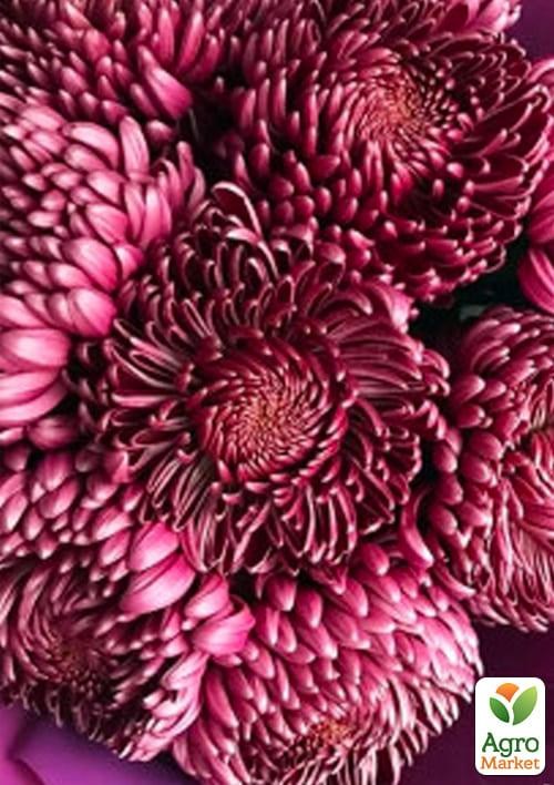 Хризантема "Romy" (низькоросла крупноквіткова)