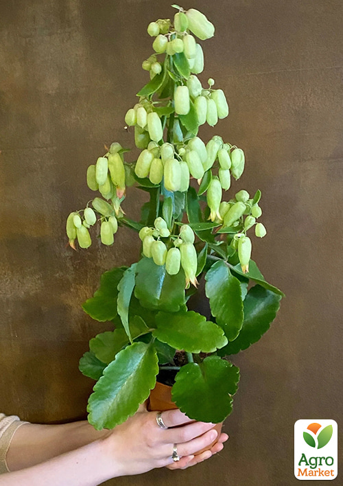 Каланхоэ перистое "Magic Bells" высота 40-60см (Нидерланды)