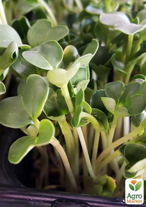 Микрозелень "Дайкон" (в банке) ТМ "Твоя Зеленая Весна" 15г