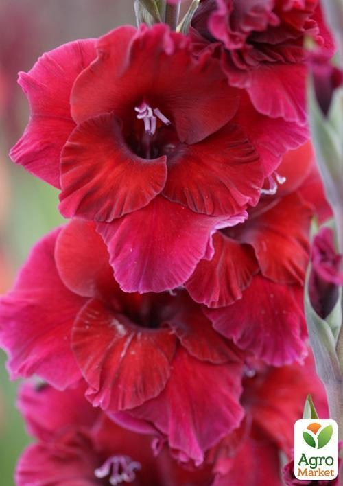 Гладіолус "Plumart" 3шт - фото 2