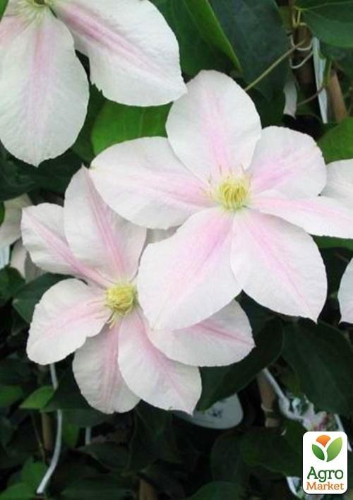 Клематис "Princesse Alexandra" (повторноквітучий сорт) - фото 5