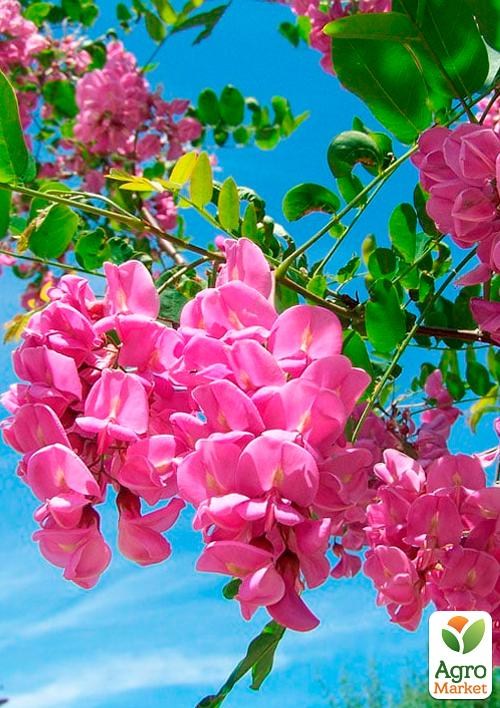 Акация розовая "Hispida" (кустовая) - фото 2