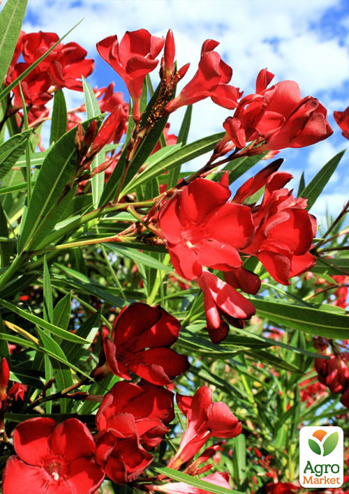 Олеандр 3-х річний "Hardy Red" (висота 60-80см) - фото 3
