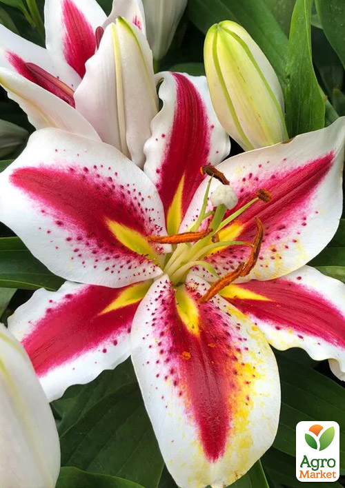Лилия "Big Smile" (Гигантский цветок)