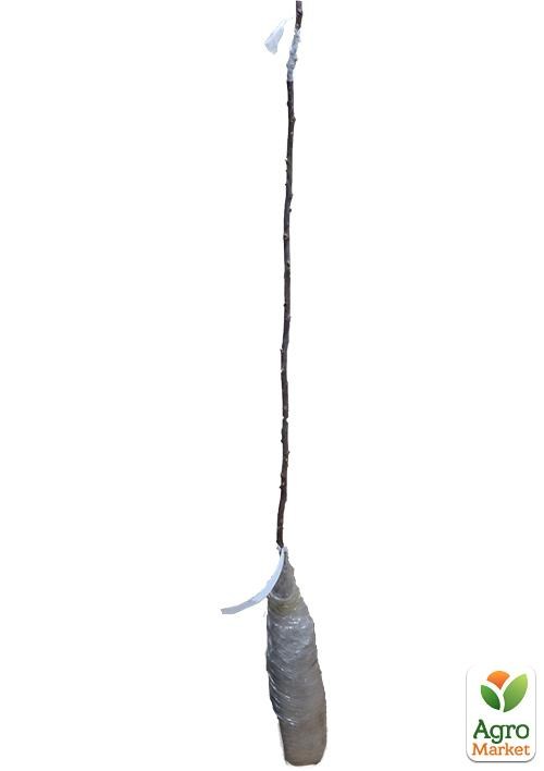 Окулянты Розы на штамбе «Alba Meillandecor» - фото 3