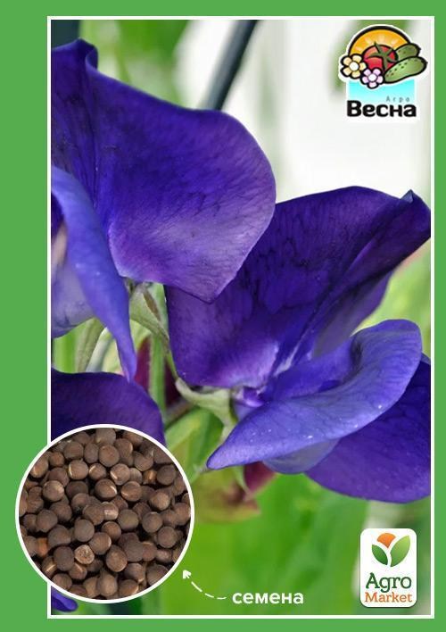 Душистый горошек "Спенсер синий" ТМ "Весна" 0.5г