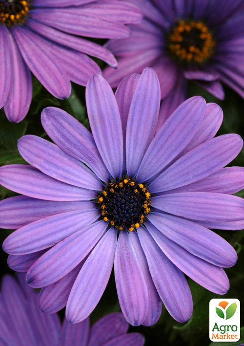 Остеоспермум Erato "Compact Blue" 