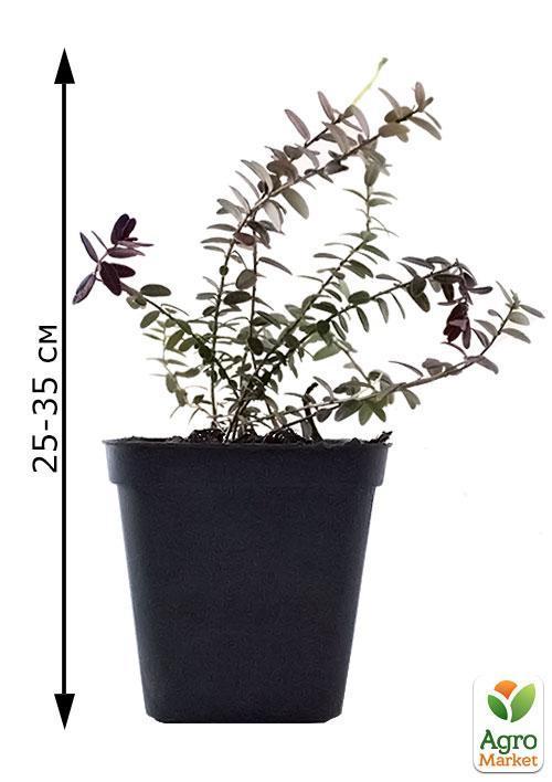 Журавлина "Ховес" (Hoves) (середньо-пізній термін дозрівання, великоплідний сорт) - фото 5