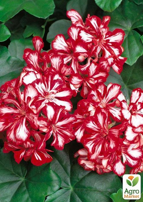 Пеларгонія ампельна "Ivy Arctic Scarlet" (контейнер № 10, висота 10-20 см)