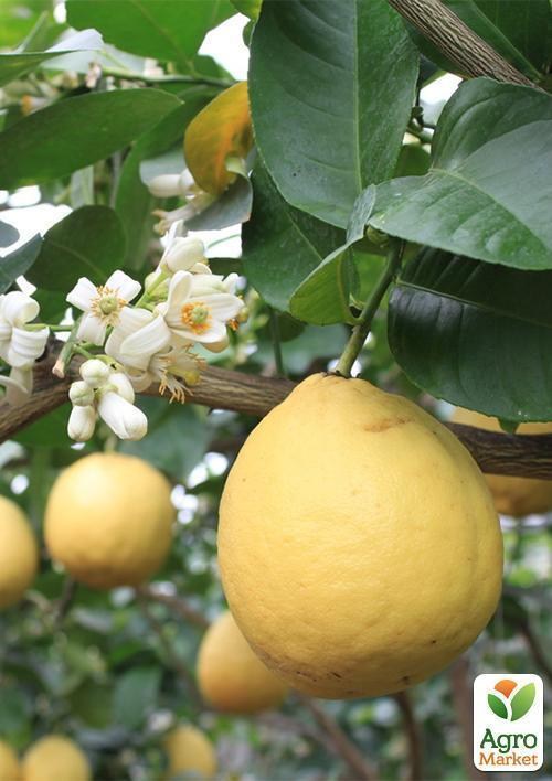 Ексклюзив! Лимон жовтий "Містер Стюарт" (Mr. Stuart) (преміальний великоплідний сорт) - фото 3