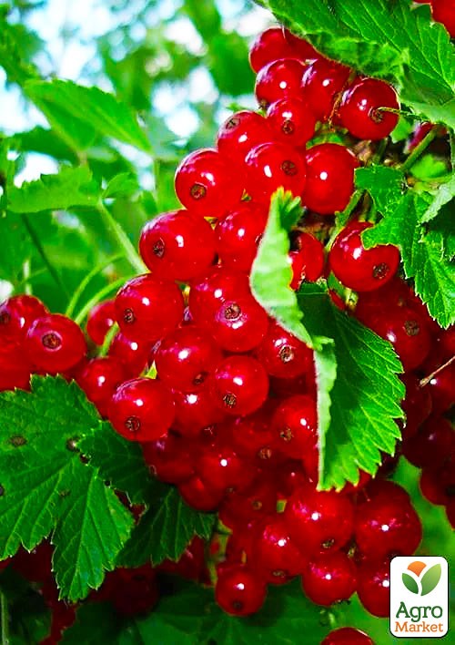 Порічка (смородина) червона "Львів'янка" (середньо-ранній термін дозрівання, сорт високостійкий до хвороб)