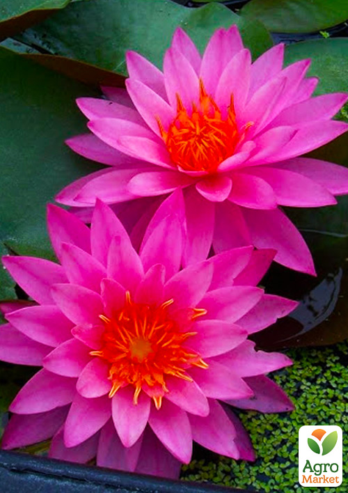 Нимфея "Майла"