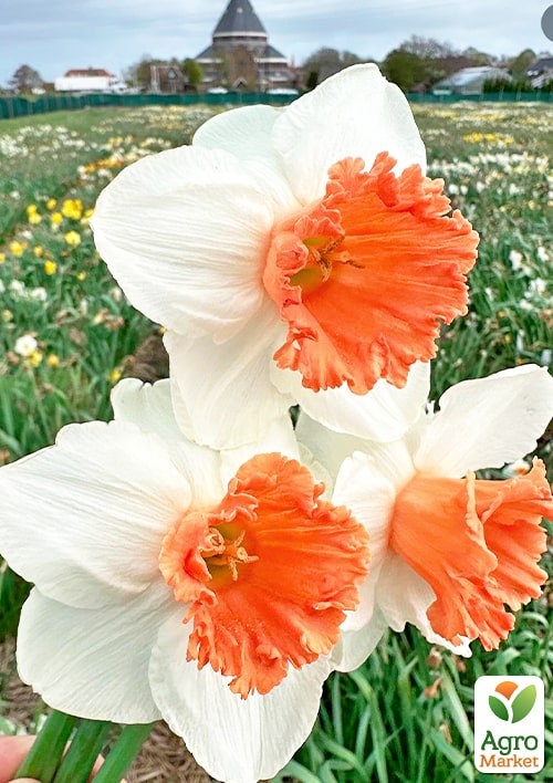 Нарцисс "Pink Charm" (размер 12/14 , крупный) 3шт в упаковке - фото 2