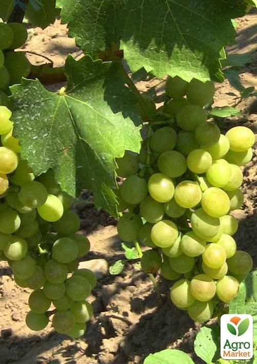 Виноград "Тхортон" (кишмиш)