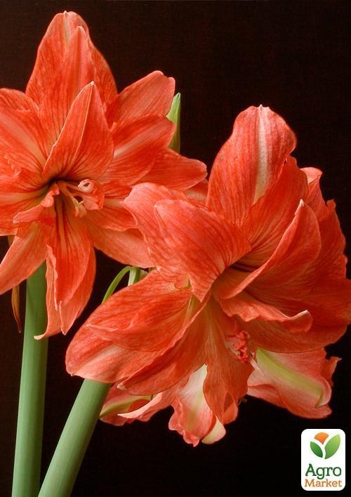 Амариллис "Lady Jane" (размер 26/28 , очень крупный) 1шт в упаковке