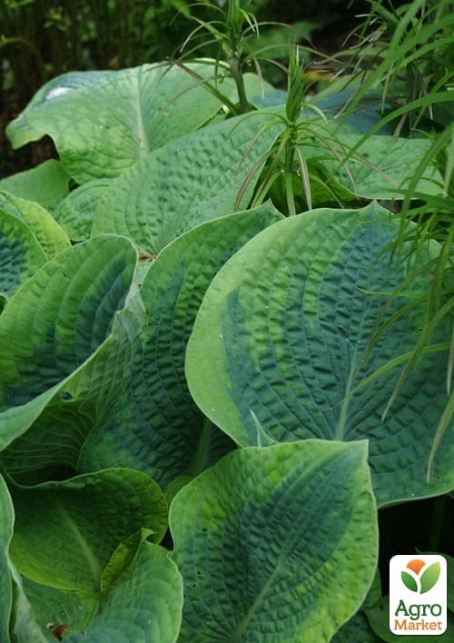 Хоста гибридная "Frances Williams", С3 - фото 3