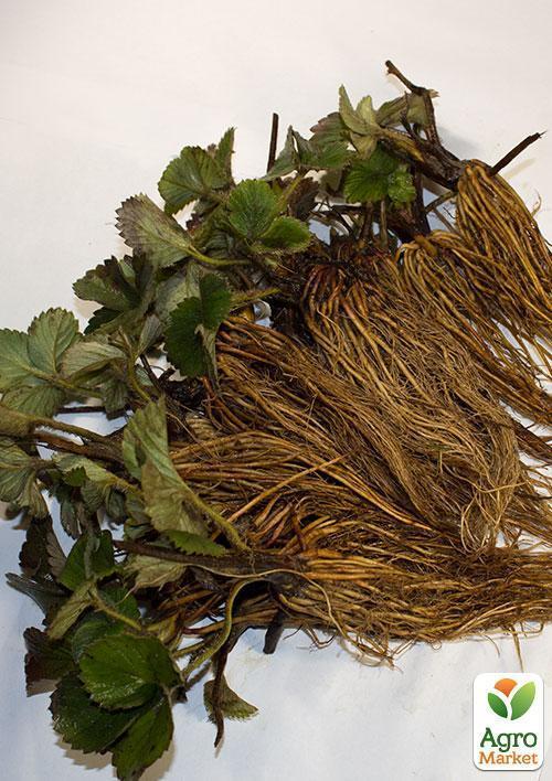 Полуниця "Хоней" (Honey) (ранній термін дозрівання, стійкий до хвороб і шкідників) - фото 6