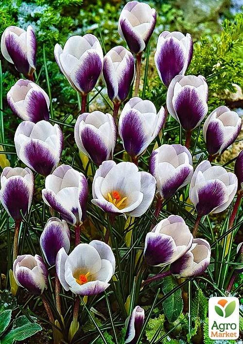 Крокус ботанический "Prins Claus" (размер 5/7 , средний)