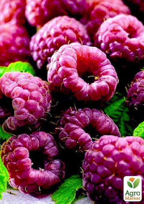 Фиолетовая малина "Глен Кое" (Glen Coe)  (средний срок созревания)