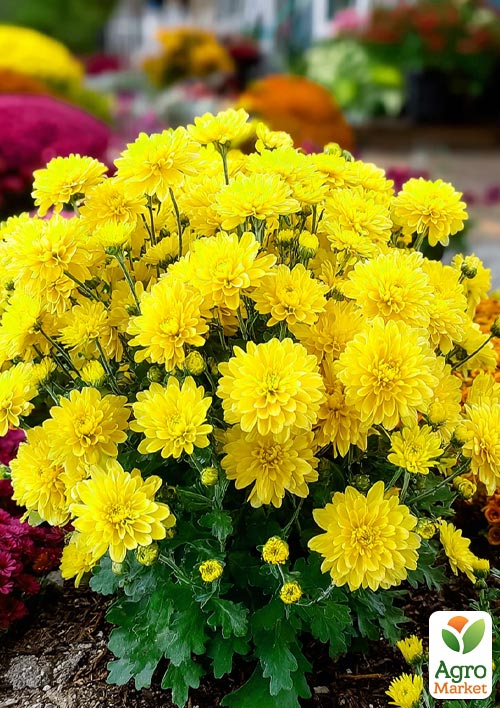 Хризантема мультифлора шарообразная "Baria Yellow" 