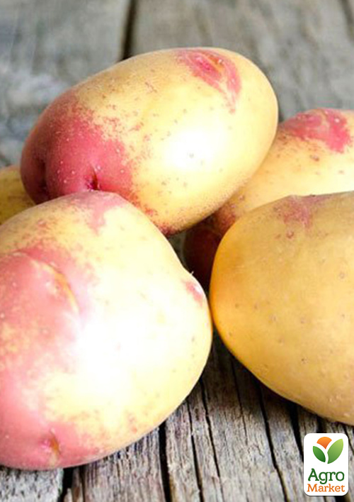 Картопля "Пікассо" насіннєва пізньостигла (1 репродукція) 10кг