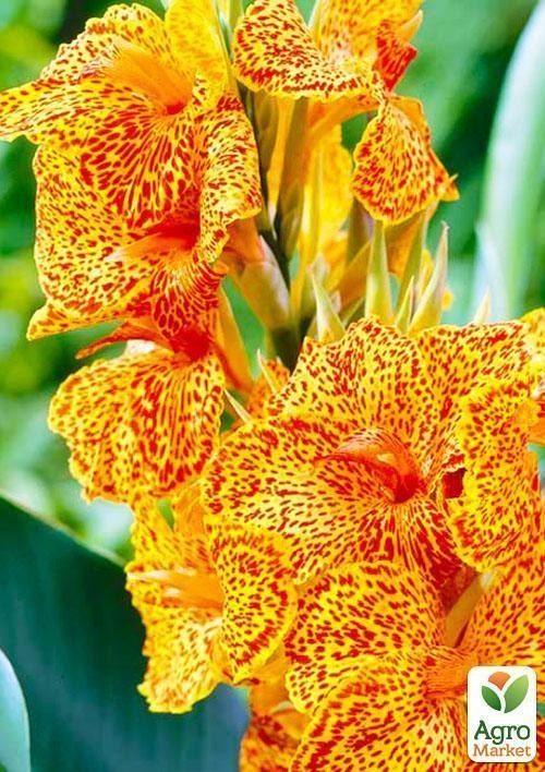 Канна "En Avant" 1шт в упаковці - фото 3