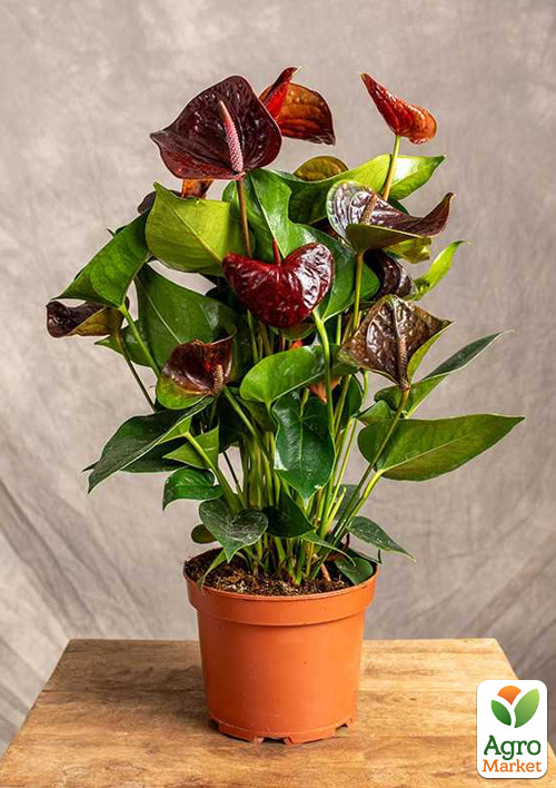 Антуриум (Anthurium) "Essencia" высота 40-50см
