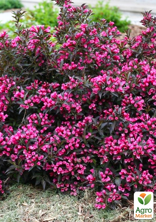 Вейгела "Nana Purpurea" (Краснолиста)