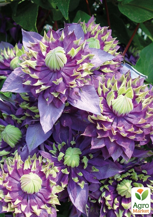 Клематис "Тайга" (повторноцветущий сорт)