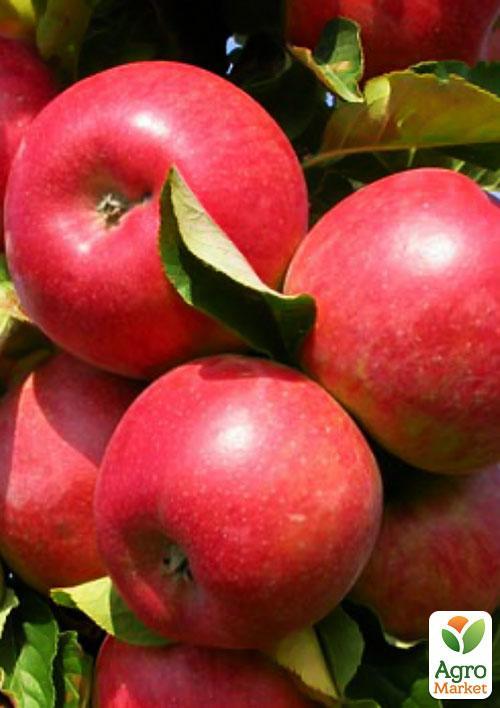 Яблоня "Амулет" (раннезимний сорт) - фото 5
