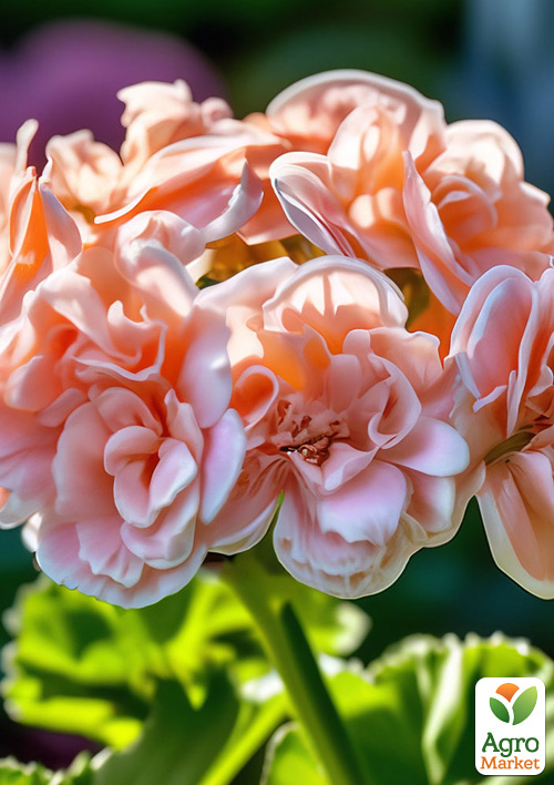 Пеларгония зональная "Salmon Queen" 