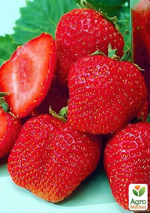 Клубника "Мармелада" (Marmolada) (средний срок созревания, сорт стойкий к различным заболеваниям)