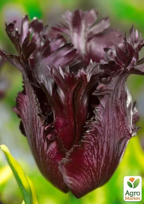 Тюльпан "Frozen Knight" (розмір 11/12, великий) 3шт в упаковці